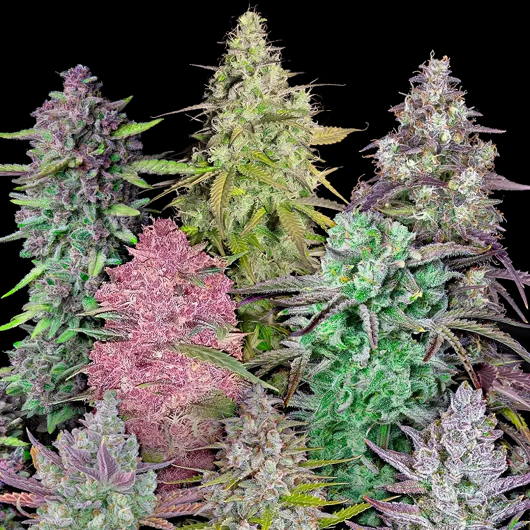 Fastbuds Mixed Pack Auto Feminised Seeds