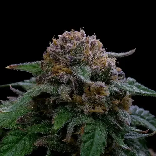 Lemonpaya Feminised Seeds
