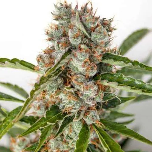 Orange President Auto Feminised Seeds