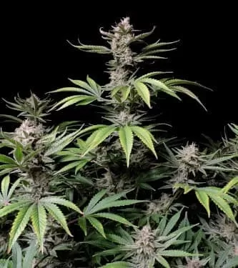 Cherry Cola Auto Feminised Seeds