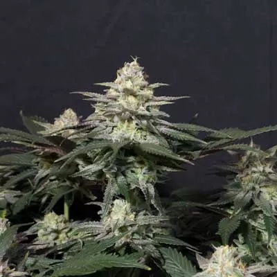 Gorilla Melon Feminised Seeds