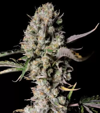 Gorilla Zkittlez Auto Feminised Seeds