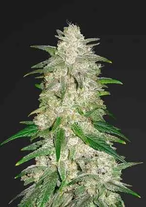 Gelato Auto Feminised Seeds