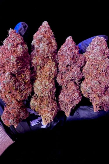 Fast Buds Mix Pack Fast Feminised Seeds