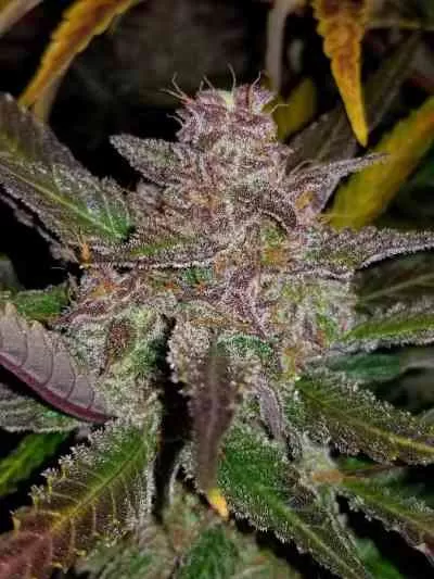 Cream Cookies Auto Feminised Seeds