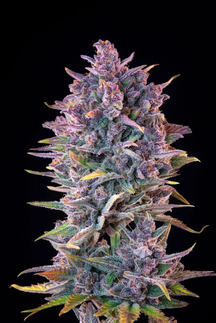 Lemon Cherry Cookies Auto Feminised Seeds
