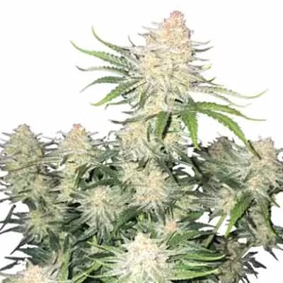Frost Banger F4 Auto Feminised Seeds