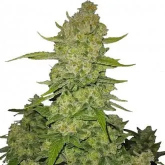 Papaya Cookies Auto Feminised Seeds
