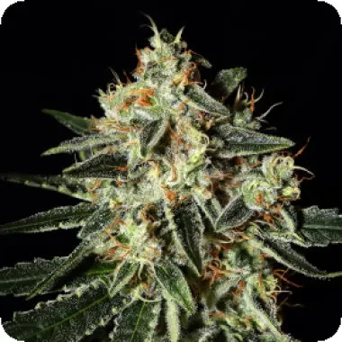 Cheese Feminised Seeds