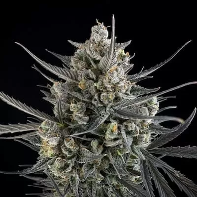 Pound Cake Auto Feminised Seeds