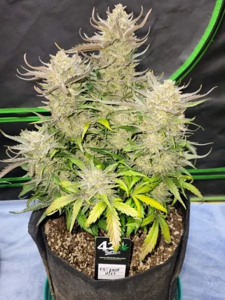 Ztrawberriez Auto Feminised Seeds