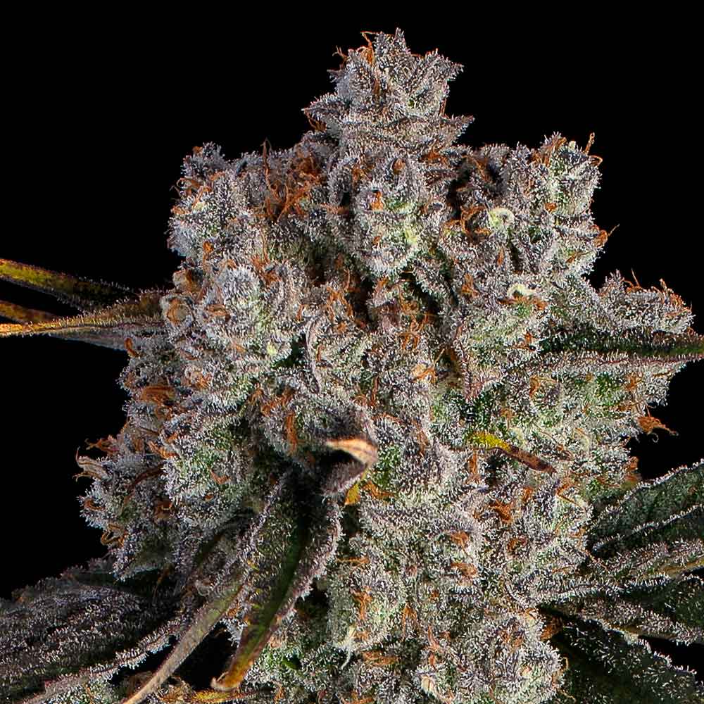 Candy Games #38 Feminised Seeds