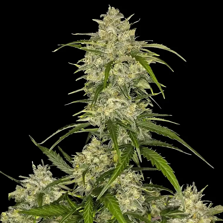 Sour Jealousy Auto Feminised Seeds