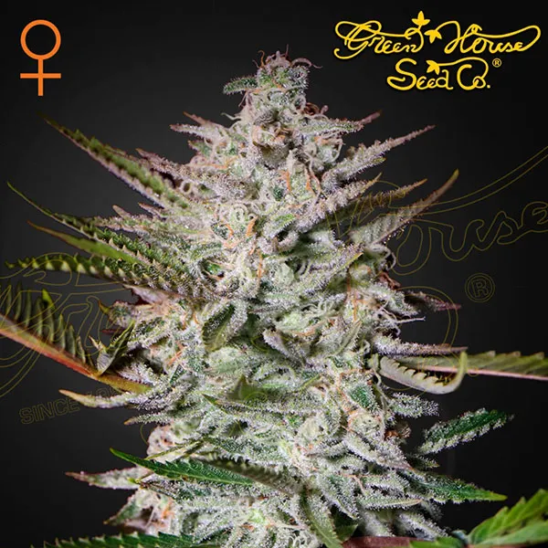 Holy Punch Feminised Seeds
