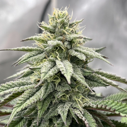 Papaya Sherbet Feminised Seeds