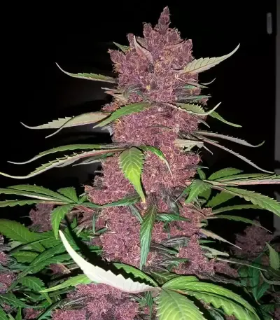 Purple Lemonade Auto Feminised Seeds