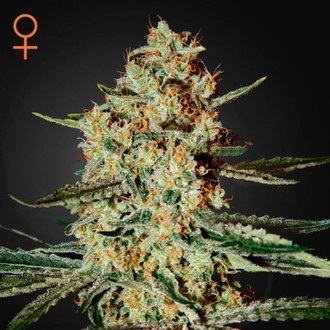 Himalayan Gold Feminised Seeds