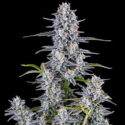 Super Boof Auto Feminised Seeds