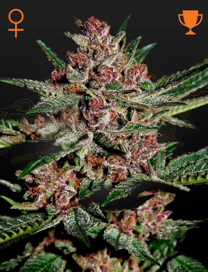 Bubba Kush Feminised Seeds