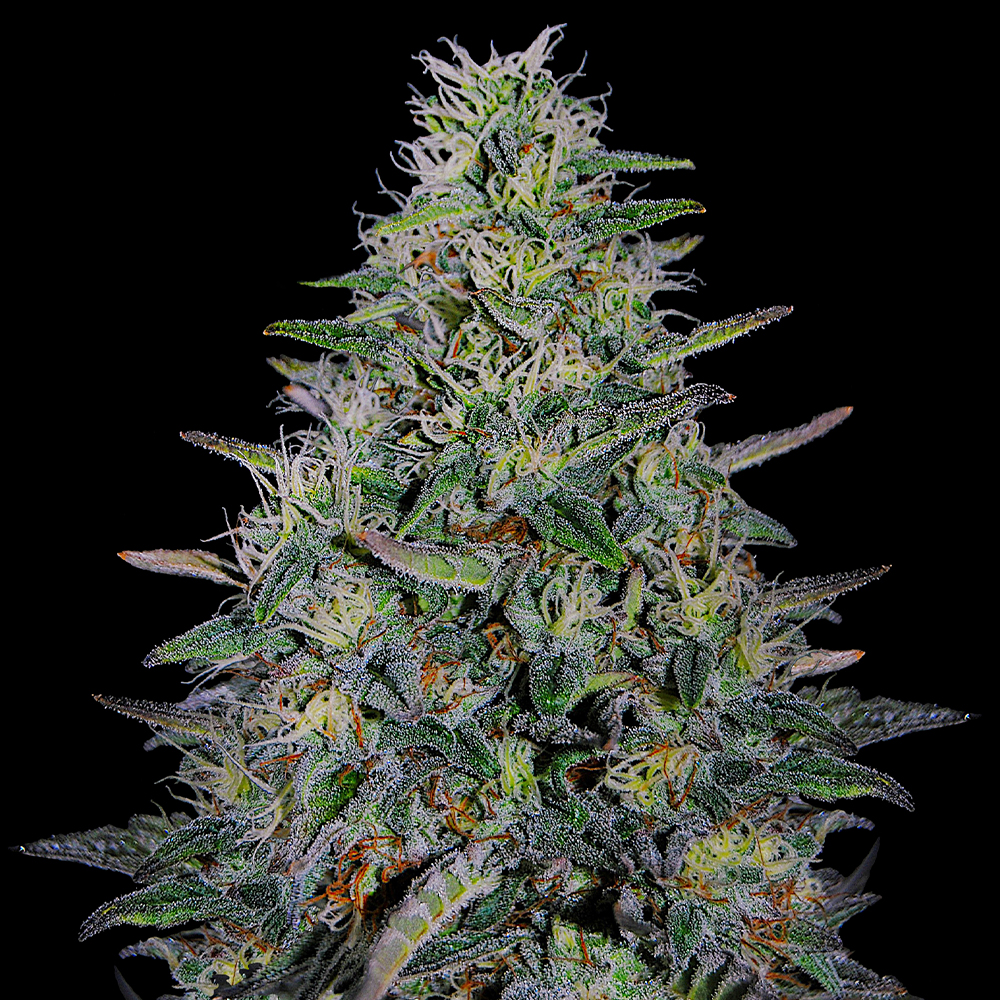 Cherry Pavlova Feminised Seeds