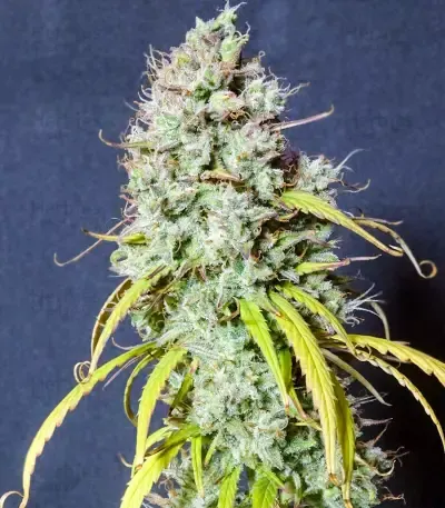 Wedding Cheesecake Auto Feminised Seeds