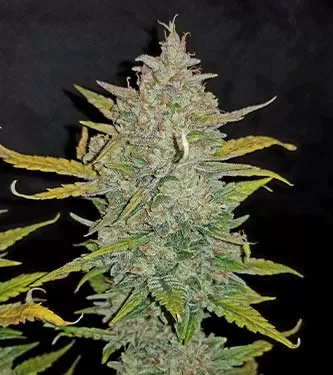 Zkittlez Auto Feminised Seeds