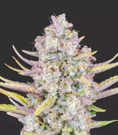 Purple Punch Auto Feminised Seeds