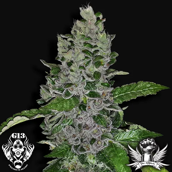 Frozen Afghan Mintz Feminised Seeds