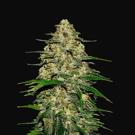 Wedding Cheesecake Fast Feminised Seeds