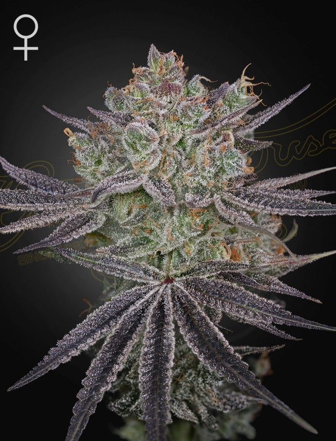 Papaya Sour Spritz Feminised Seeds