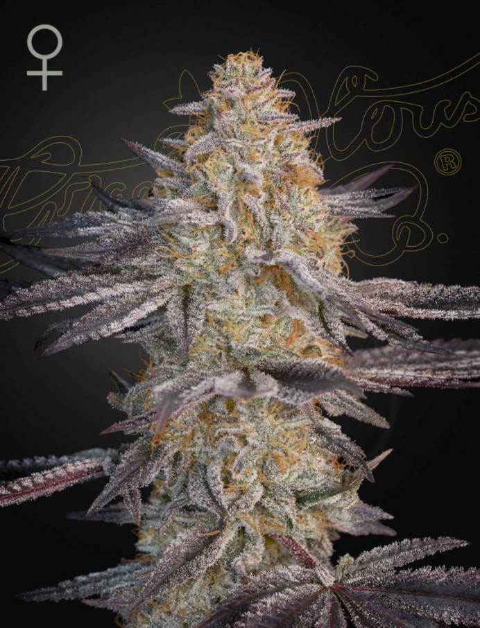 Air Lemon (SLH x RS11) Feminised Seeds