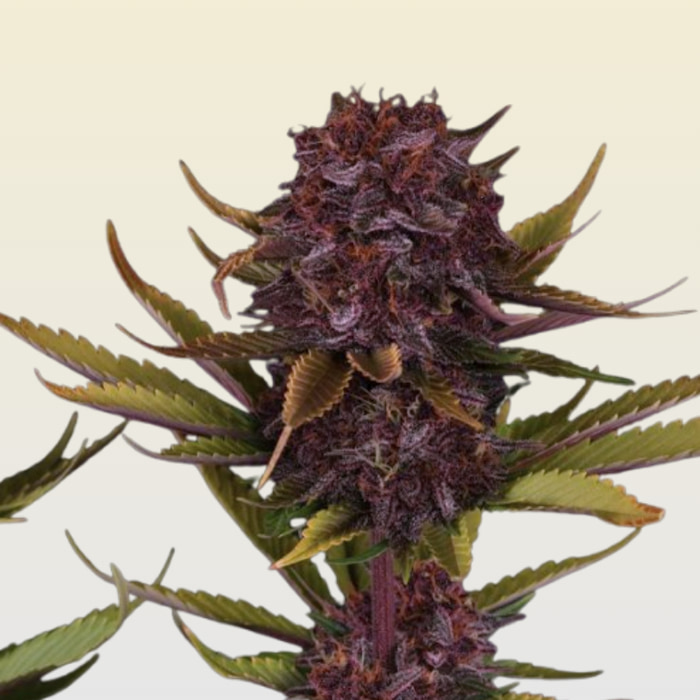 Purple Lemonade RF3 Auto Feminised Seeds