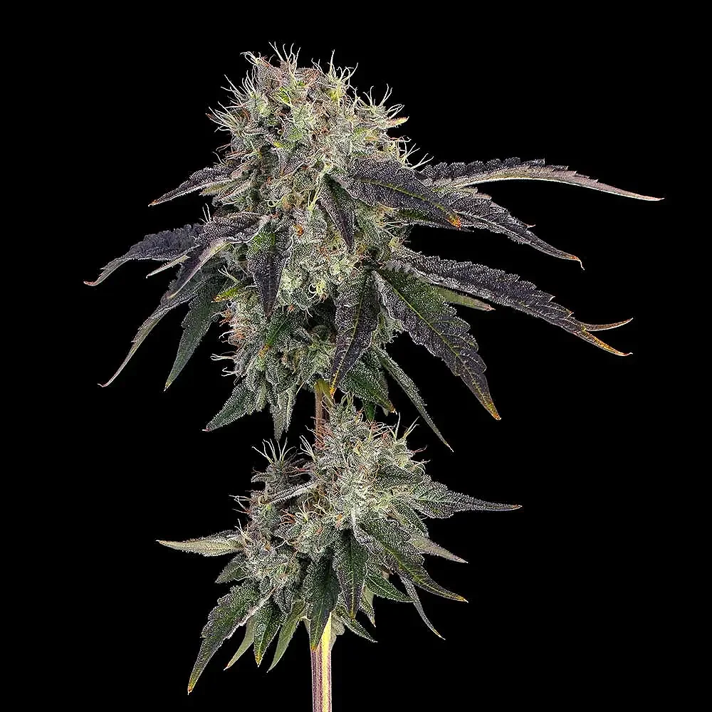 Baller's Game Feminised Seeds
