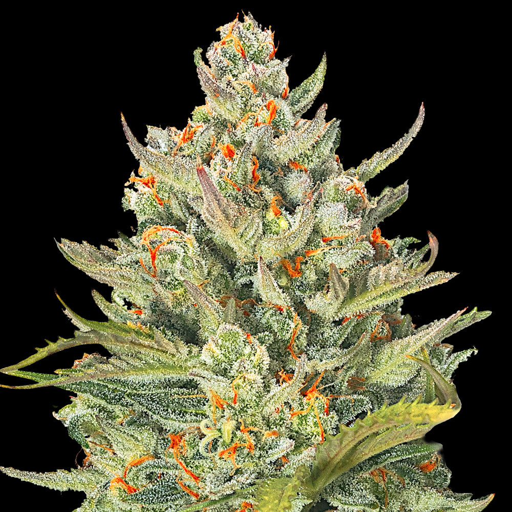 Mimosa Max Auto Feminised Seeds
