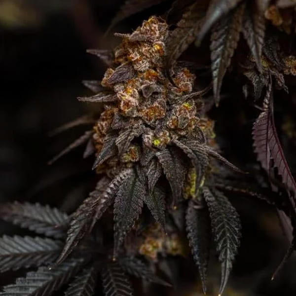 Papayaton Feminised Seeds