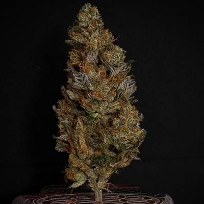 Rainbow Melon Feminised Seeds