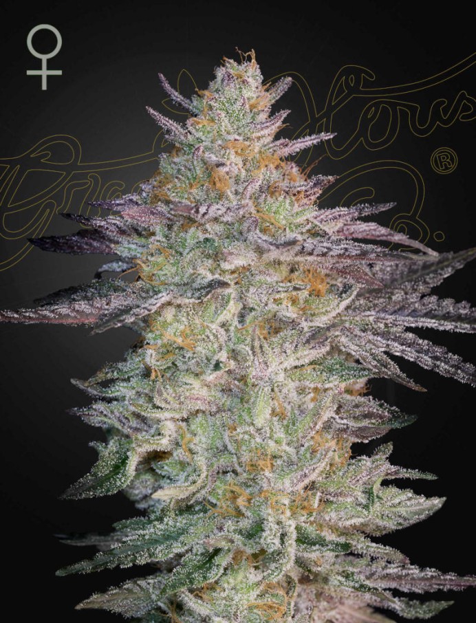 Super Banana Mango (SLH x GMO) Feminised Seeds