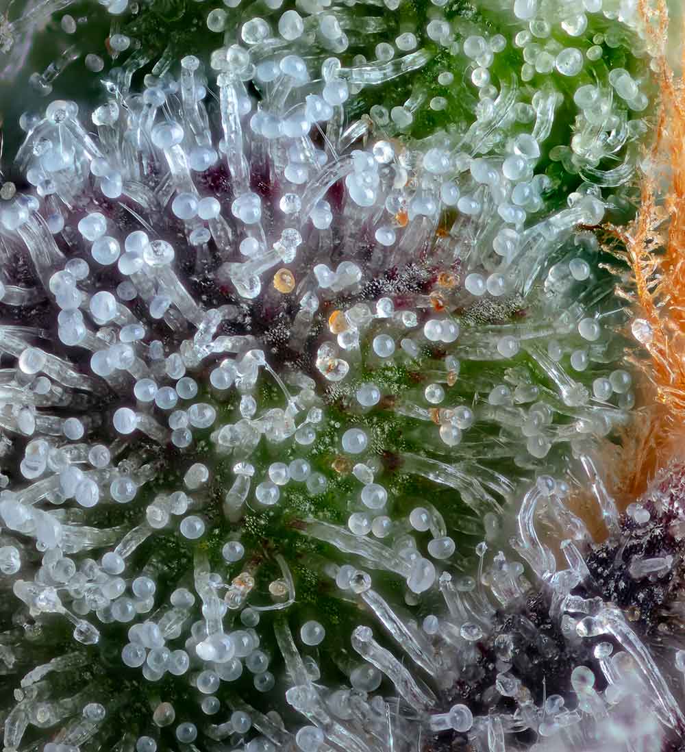 Equilibrium Feminised Seeds