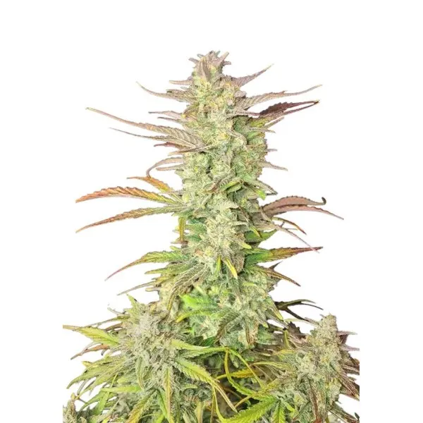 Z-Up Auto Feminised Seeds