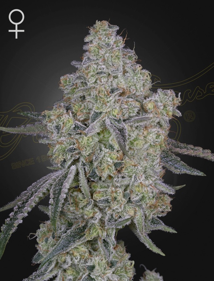Honey Dipper Feminised Seeds