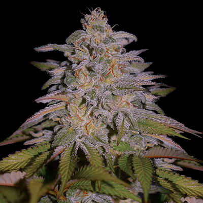 Glazed Gushers Feminised Seeds
