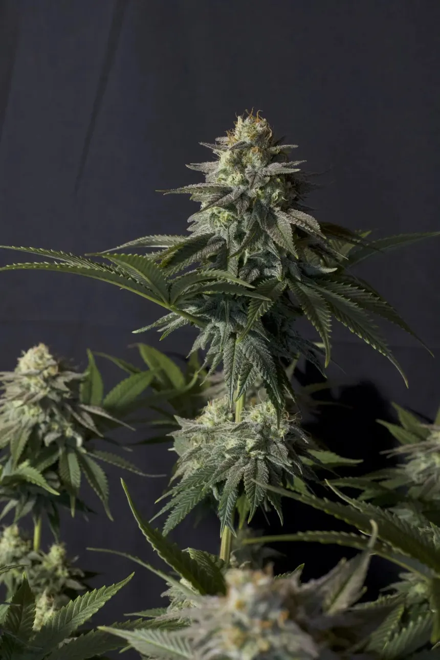 Orange Sherbet Fast Feminised Seeds
