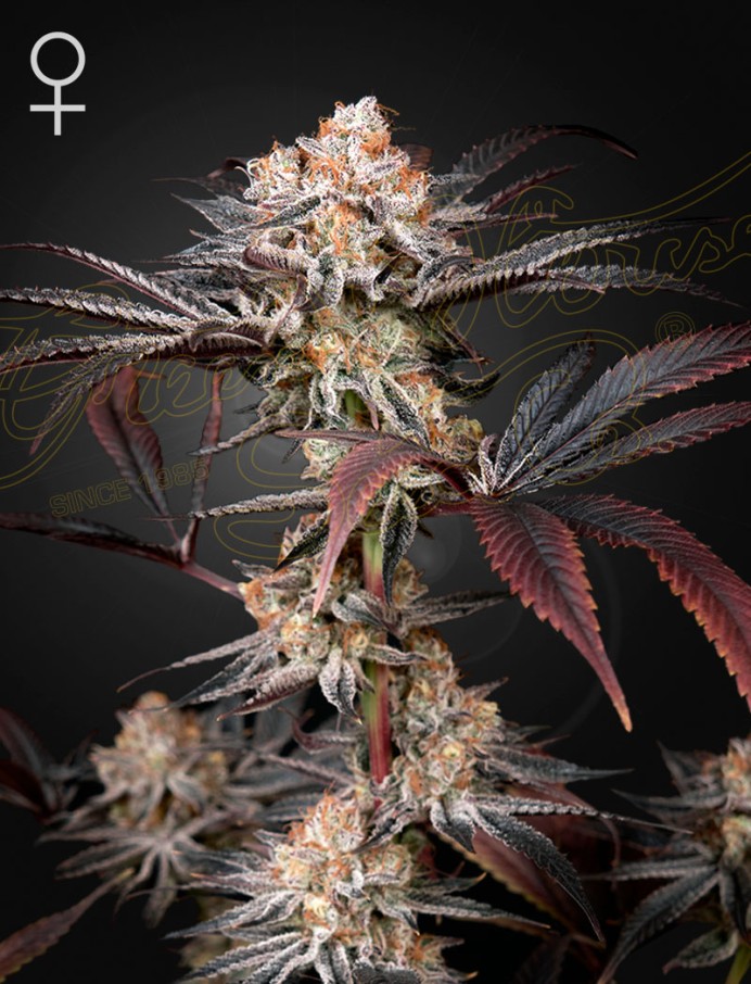 Wonder Pie Feminised Seeds