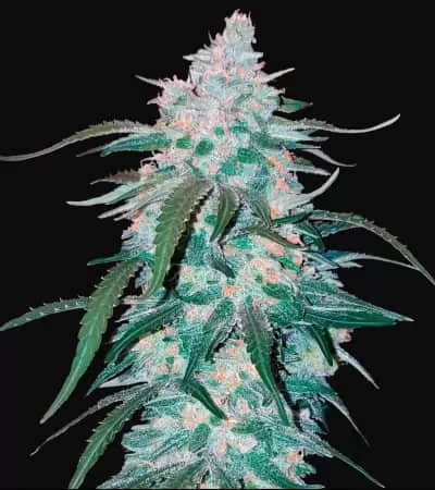 Pineapple Express Auto Feminised Seeds