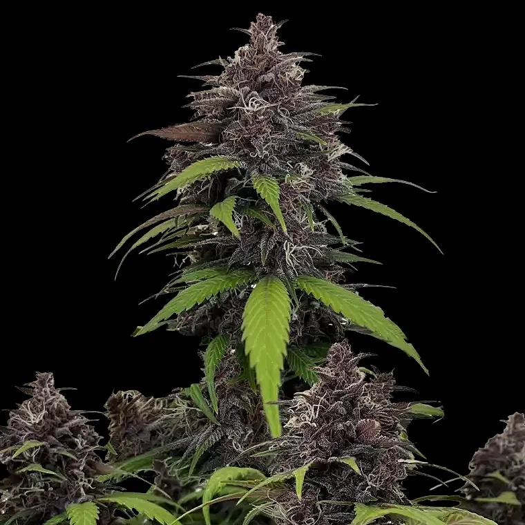 Purple Haze Auto Feminised Seeds