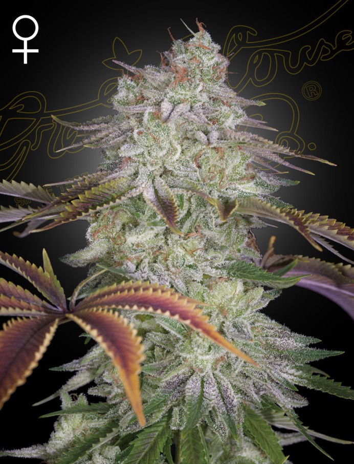 AlienZ Feminised Seeds
