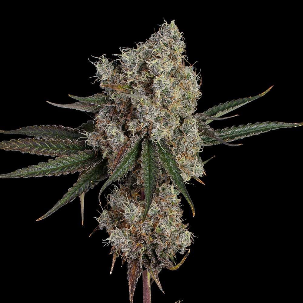Another Level Feminised Seeds
