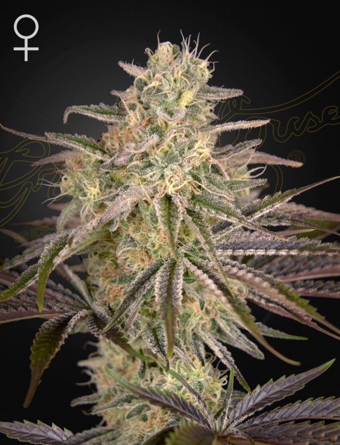 Cloud Walker Feminised Seeds