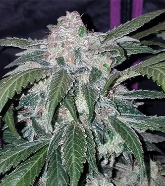 Tangie Auto Feminised Seeds