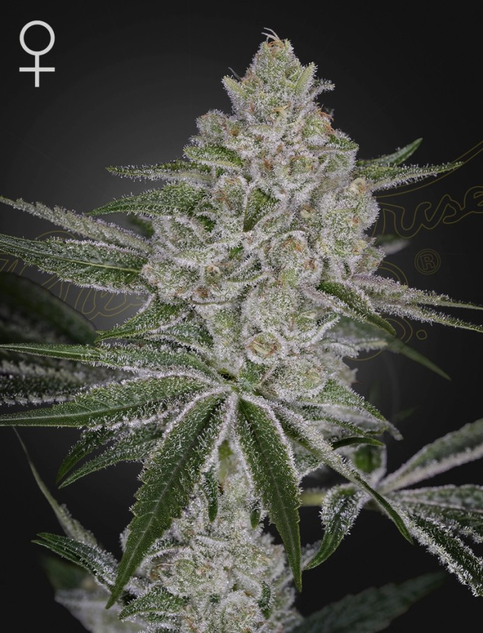 Shishka Lemonade Feminised Seeds